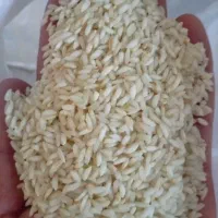 عرضه مستقیم برنج خالص عنبربو برداشت هفته پیش|خوردنی و آشامیدنی|بوشهر, |دیوار