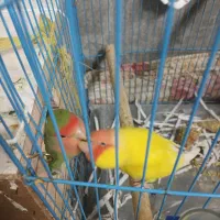 طوطی برزیلی مولد