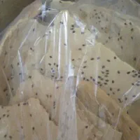 فروش نان خشک بومی پر کنجد اصفهان