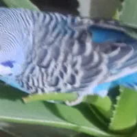 مرغ عشق|پرنده|تبریز, |دیوار