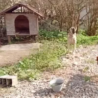 قبول سگ های واگذاری