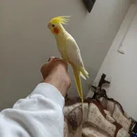 عروس هلندی لوتینو نر جوان|پرنده|تهران, مشیریه|دیوار