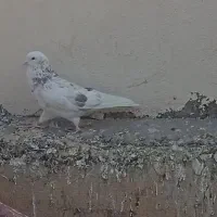 کفتر هما|پرنده|تهران, مشیریه|دیوار