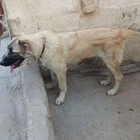 فروش یک قلاده سگ سرابی