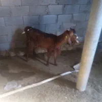 بز در حیوانات مزرعه