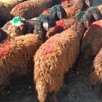 گوسفند مناسب دامازلخ و نگهداریو پروار بندی