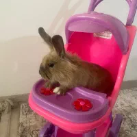 خرگوش های دوقلو|موش و خرگوش|شیراز, شهرک گلدشت حافظ‎|دیوار