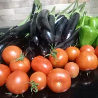 اجاره-گلخانه-با-تمام-امکانات-شهرک-وحدت-دهلران