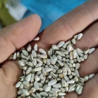 خوراک پرندگان زینتی در پرنده سرای طبیعت|لوازم جانبی حیوانات|مرند, |دیوار