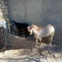 بز داشتی آبستن دوقلو زا