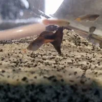 فروش  ماهی گوپی و دمشمشیری|ماهی|تهران, خلیج فارس|دیوار