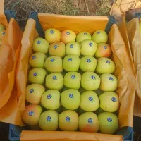 سیب زرده قرمز