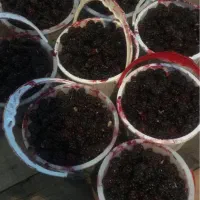 شاهتوت