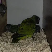 طوطی سنگال|پرنده|ری, جوانمرد قصاب|دیوار