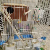 عروس هلندی جفت با قفس و کلیه لوازم