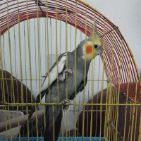 عروس هلندی
