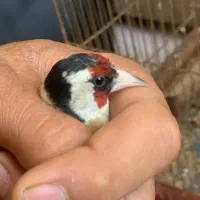 سهره
