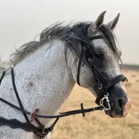 اسب عرب نریان|اسب و تجهیزات اسب‌سواری|تهران, تجریش|دیوار