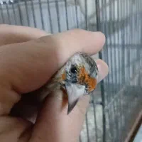 سهره معاوضه با قناری عروس هلندی