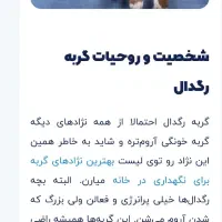 بهترین وکمیاب ترین گربه نژاد رگدال امریکایی|گربه|نیشابور, ۲۲ بهمن|دیوار