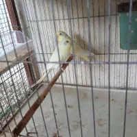 مرغ عشق مولد