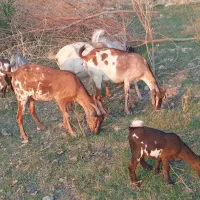 تعداد ۱۳عدد بز کهره دار