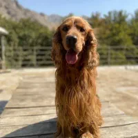 کوکر اسپانیل وارداتی|سگ|مشهد, سجاد شهر|دیوار