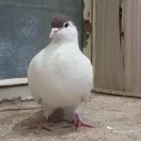 کفترباخت کرده