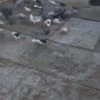 کفتر پرشی|پرنده|قزوین, |دیوار