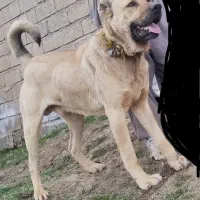سگ سرابی و۱عدد پژدر
