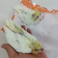 جوجه عروس هلندی|پرنده|برازجان, |دیوار