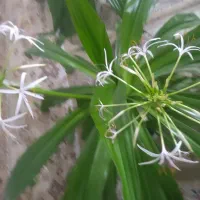 سوسن عنکبوتی بزرگ