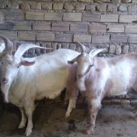 نر بز وبزغاله نر