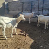 بز سانن درجه یک|حیوانات مزرعه|سیمین شهر, |دیوار