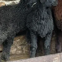 یه جفت بره ماده ۵ ماهه دولاق ترکمنی