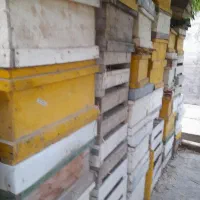 کندو زنبور عسل