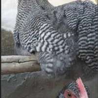 فروش تخم نطفه دار مرغ امروک یا پیلموت. گلین پنگونی|حیوانات مزرعه|نورآباد ممسنی, |دیوار