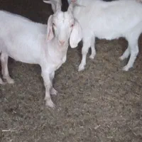 چهار عدد بزغاله