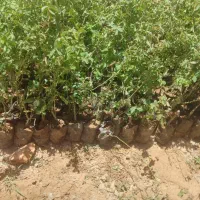 نهال گل محمدی سالم در گلدان پلاستیکی|گل و گیاه طبیعی|شیراز, رکنآباد|دیوار