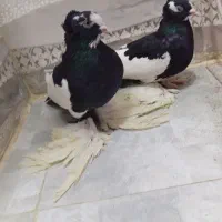 کبوتر گویچه|پرنده|تبریز, |دیوار