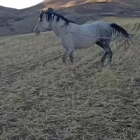 اسب نژاد دار