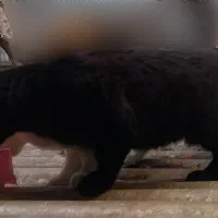 گربه سیاه پشمالو گمشده ضیابری کوچه خرسندی نقره دشت|حیوانات|رشت, چمارسرا|دیوار