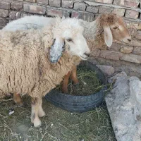 گوسفند|حیوانات مزرعه|زابل, |دیوار