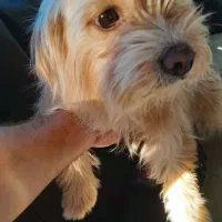 نژاد دار ماده حرف گوش کن و خونگی|سگ|آشخانه, |دیوار