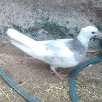 جوجه طوقی نر|پرنده|اهواز, پاستوریزه|دیوار