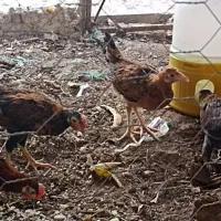 دوتا خروس دوتا مرغ شیش ماهه