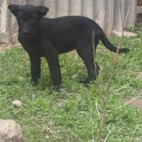 توله سرابی اصیل|سگ|رشت, بازار|دیوار