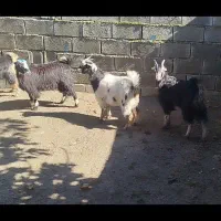 گوسفند بز چوش ماده چاق