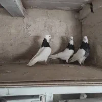 طوقی سیاه|پرنده|قم, یزدانشهر|دیوار