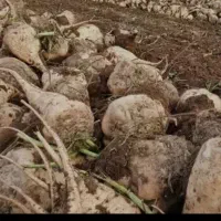 چقندر فروشی تحویل دامداری